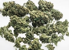 A Guide To Gush Mints Strain: The Minty Weed Strain