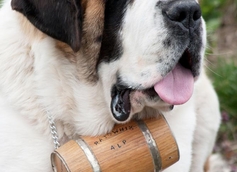 The Truth About Saint Bernard Dogs and Barrels
