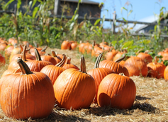 National Pumpkin Month: Great Pumpkin Dishes to Pair with Beers