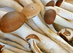 Medicinal Mushroom Supplements Are the New Thing - Here's Why People Are Using Them
