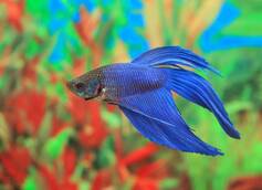 Best Place to Buy Betta Fish Online in 2023