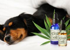 From Pain Relief to Better Sleep: How CBD Oil Can Improve Your Dog's Health