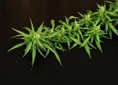Harvesting Marijuana Plants: A Comprehensive Guide