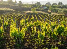 Sicily: A Land of Wine