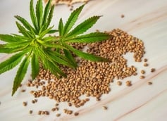 Beginner's Guide: Choosing The Right Cannabis Seed Type
