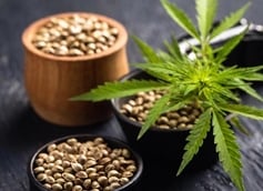 F1 cannabis seeds: the future of cannabis cultivation