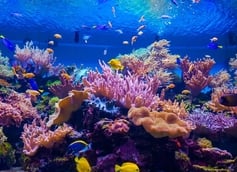 Technologies for Nature: AI and Robotics for Coral Reefs Revival