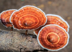 The Allure of Mushroom Gummies: A Delicious and Convenient Way to Boost Your Well-Being