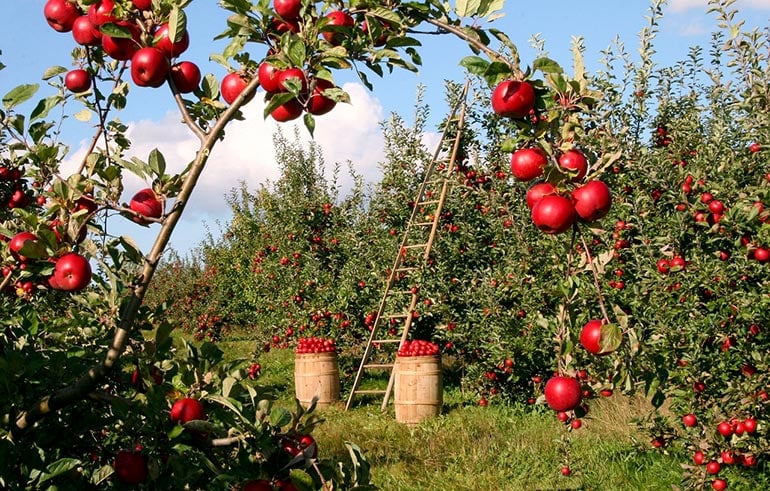 20 of the Most Beautiful Scenic Apple Orchards Around the World