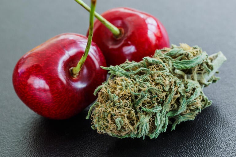 Cherry Bomb cannabis strain with fresh cherries