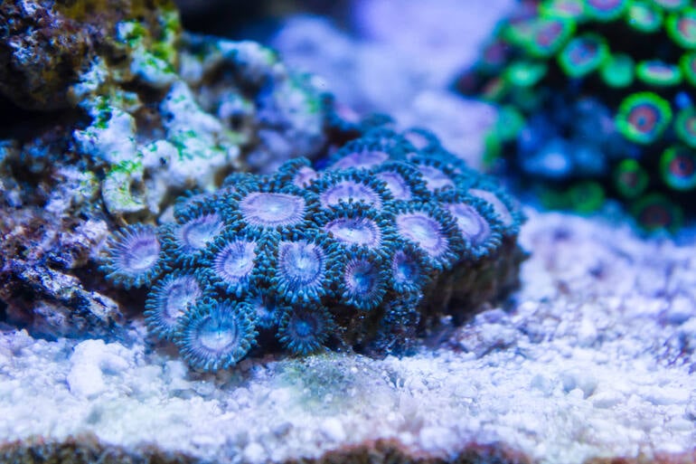 Underwater coral frags for beer lovers to try