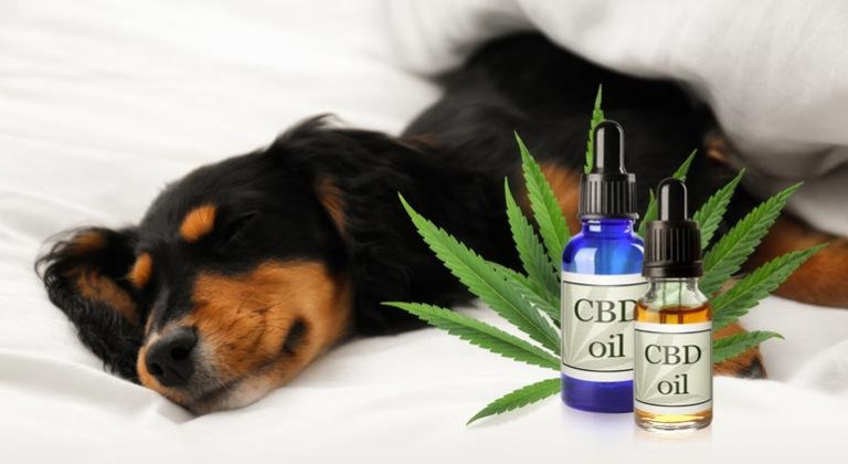 From Pain Relief to Better Sleep: How CBD Oil Can Improve Your Dog's Health