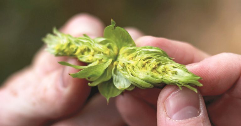 The Hop Report: Trending Hops for 2021