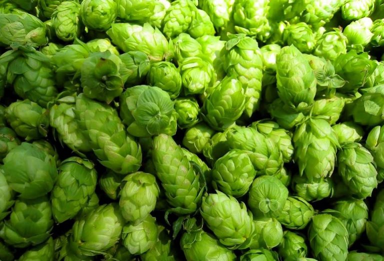 Beautiful Hops