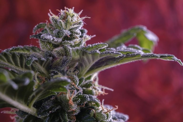 The Beauty of Modern Cannabis Strains