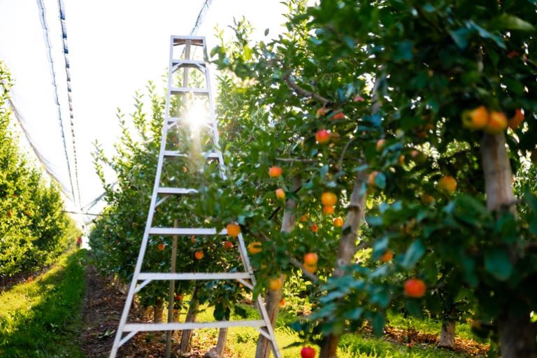 Snow Capped Cider Named as Finalist in Good Food Awards for 4th Time