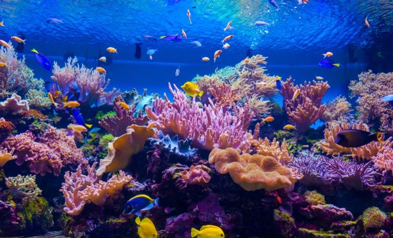 Technologies for Nature: AI and Robotics for Coral Reefs Revival