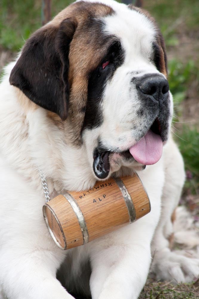 The Truth About Saint Bernard Dogs and Barrels