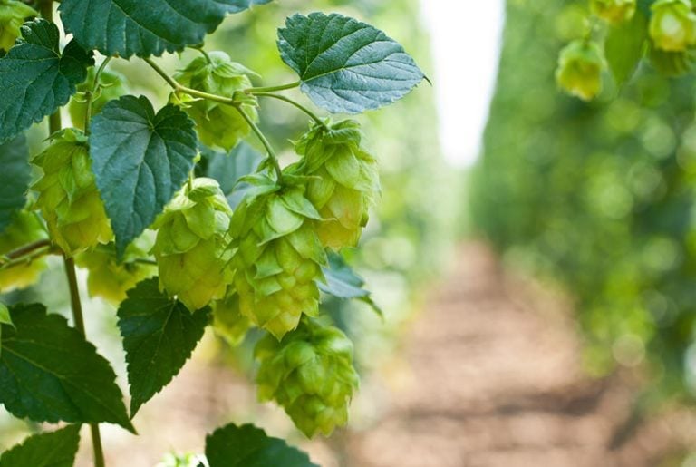 Top Trending Hops for 2023