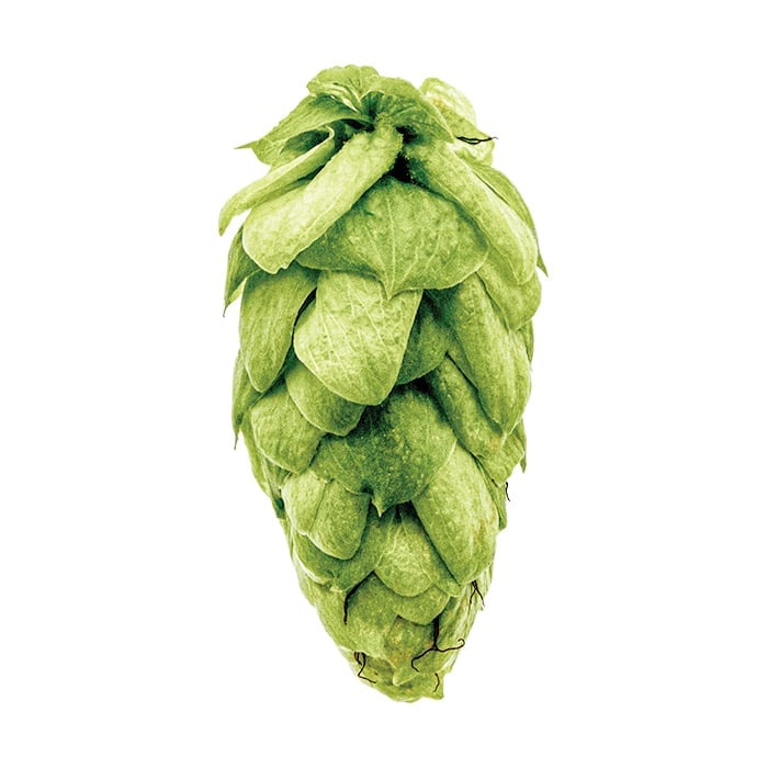 A triumph hop cone