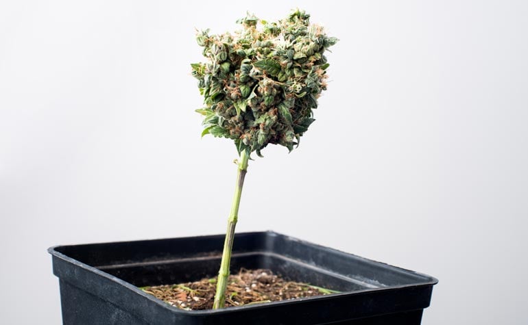 What is the Best Light Schedule for Autoflowering Cannabis? - The Beer  Connoisseur