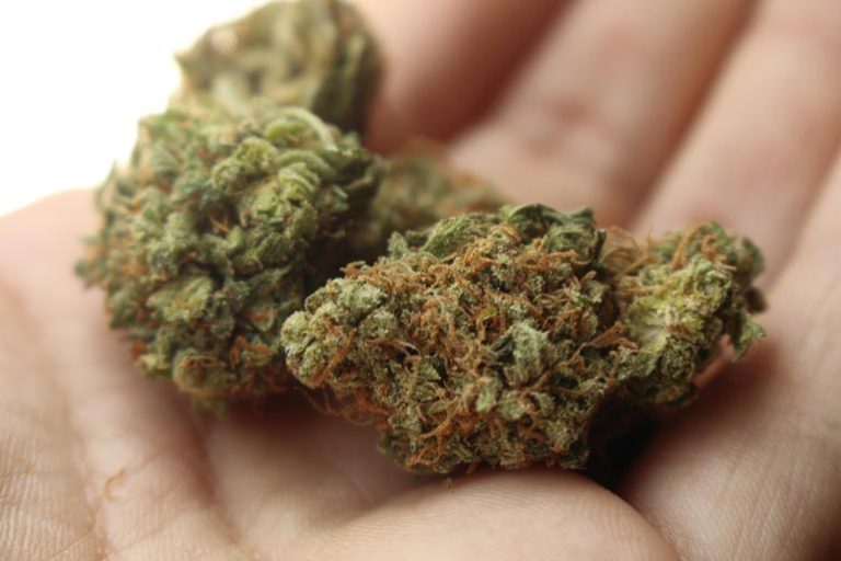 Why Should You Buy the Lemon Royale Cannabis Strain in Bulk?