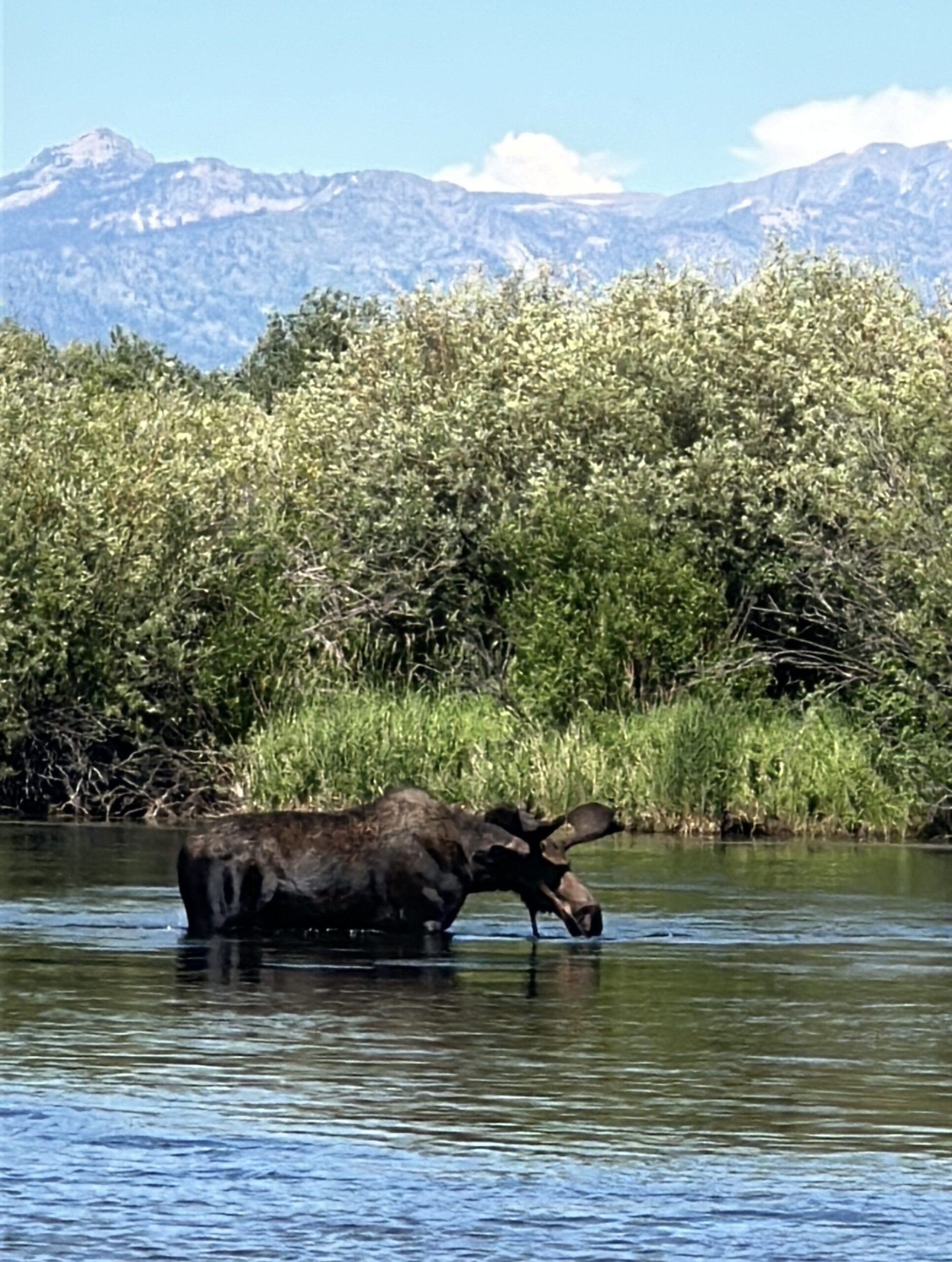 A moose ambles up the Teton River for some breakfast.